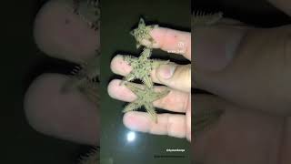 Comb Sea Star  Explore  BycatchAndAdventures marinewildlife beach [upl. by Lemra]