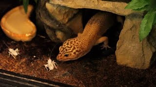 Leopard Gecko Feeding Time [upl. by Nwhas]