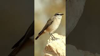 Isabelline Wheatear Oenanthe isabellina😍🖤 [upl. by Ennayt660]