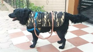 Black labrador retriever dog  Labrador dog walking on road  Dog in india  Video 24 [upl. by Telfer]