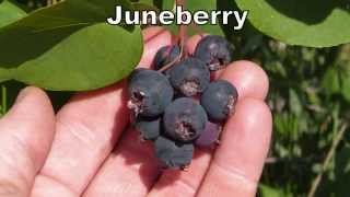 Juneberries  Delicious Berries Native To The Entire United States [upl. by Felecia]