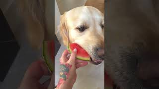 Dog Steals Watermelon Being Fed to Golden Retriever  1505587 [upl. by Eledoya]