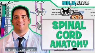 Neurology  Gross Anatomy of the Spinal Cord and Spinal Nerves [upl. by Arabela657]