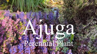 Ajuga  low growing bee friendly perennial plant [upl. by Niwrehs]