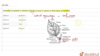 Identify the plant in which stipules occur in pairs at the bse of leaflets [upl. by Niaz]