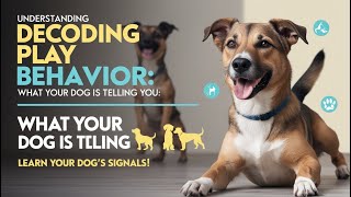 Understanding Canine Play Behavior What Your Dog is Telling You [upl. by Ogdan]