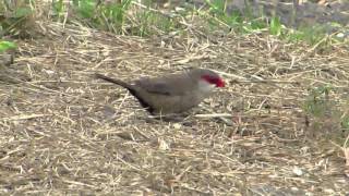 【ハワイの野鳥】 オナガカエデチョウ Common Waxbill [upl. by Vastha890]