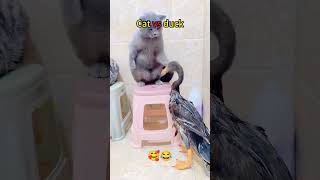 funny animal part 10 animals funnyvideo funny cat duck [upl. by Twyla379]