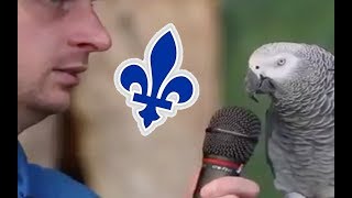 Ce perroquet est le meilleur imitateur au Québec [upl. by Normalie]