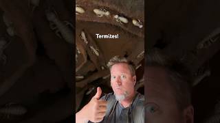 Inside a GIANT termite nest ichnology agriculture entomology insect architecture [upl. by Haletky]