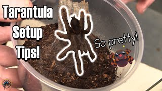 🕷🕸 How to Set Up a Standard Tropical Enclosure for a Pinktoe Tarantula 🕷🕸 [upl. by Slaohcin299]