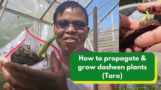 How to propagate amp grow dasheen plants Taro [upl. by Odlabso]