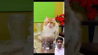 bhaari pad gya🤣😂 youtubeshorts catvideo cat catcomedy [upl. by Haimerej925]