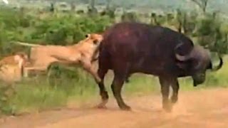 Lion Versus a Big Buffalo Bull  Latest Wildlife Sightings [upl. by Bergeron]