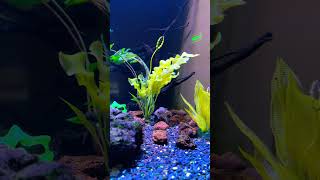 nature oceanarium aqarium relax fish relaxing entertainment youtubeshorts [upl. by Kcirrag64]