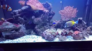 Acquario marino 100 litri no sump no skimmer no filtri [upl. by Rehptosirhc]