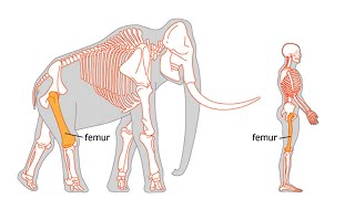 femur ASL [upl. by Nnilsia]