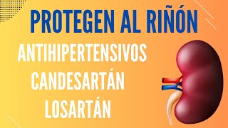 Losartán candesartán y otros antihipertensivos protegen el riñón [upl. by Ardnuasal]