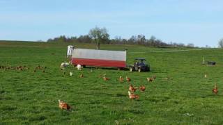 Pastured hens moving with mobile coop  Part 2 [upl. by Claudine]