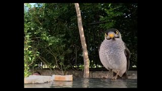 Curious Noisy miner Bird Visits my Yard for the First Time [upl. by Tufts]