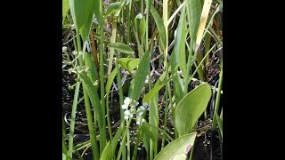 Plant Sagittaria in Pond Anhinga [upl. by Anialad768]