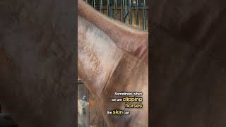 Understanding Dermatographia in Clipping Horses Identification Prevention and Treatment [upl. by Syck519]