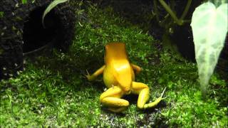 Golden Poison Frog Phyllobates terribilis  Terrarium and Eating [upl. by Anaigroeg]