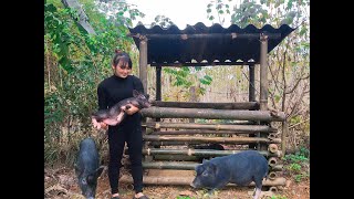 How to build a pig pen using bamboo as a natural and sustainable material [upl. by Kal]