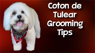 Coton de Tulear Grooming Tips [upl. by Learsiy93]