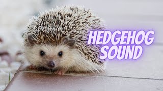 hedgehog screaming noise  hedgehog distress call [upl. by Middle]