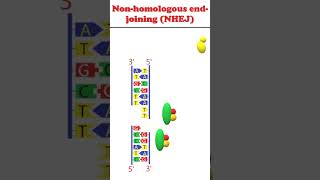 Non homologous end joining animation dnadamagerepair [upl. by Cissiee]