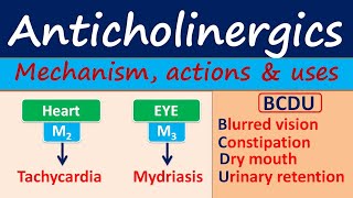 Anticholinergics  Mechanism actions side effects amp uses [upl. by Ruosnam650]