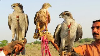 Unique art of hawking  Best Falconry compilation Ep31  Raptors Today [upl. by Kcirdla]