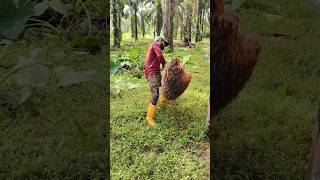 Fal loading ka kam palmoil ytshorts viralshort palmoilmalaysia [upl. by Droffig]