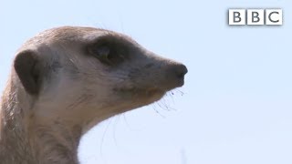 The snakebitten meerkats miraculous recovery  Planet Earth Live  BBC [upl. by Island]