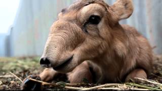 IFAW Russia  Saiga antelopes are rare creatures [upl. by Suzy]