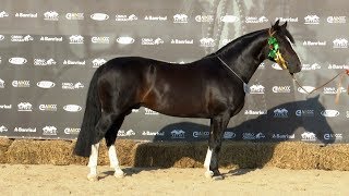 Milionário da Vendramin TE  3º Macho na ExpoOutonal 2019 [upl. by Denyse]