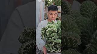 Extremely beautiful Opuntia Cylindrica Cristata dance video music plantmusic [upl. by Eissel775]