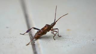 Western conifer seed bug Leptoglossus occidentalis  Guisando Spain 6102024 [upl. by Iraj]