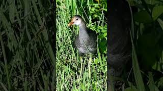 Juvenile Common Gallinule florida birds wildlife [upl. by Eddina]