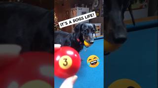 🐶 Dogs Being Dog Gone Hilarious Part 43 🐾😂 funny [upl. by Orford]