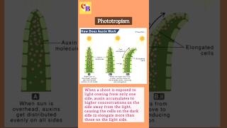 Phototropism in plants and role of Auxin class10biology shorts [upl. by Bui346]