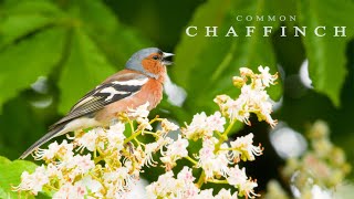 Bird sounds  CHAFFINCH chirping and singing birds [upl. by Sturrock]