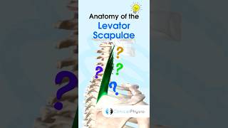 Levator Scapulae physicaltherapy physiotherapy anatomy levatorscapulae muscle [upl. by Care845]