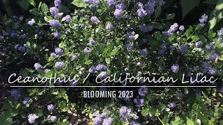 Ceanothus Victoria var Repens Cool Blue  Californian Lilac  2023 blooms [upl. by Malachi117]