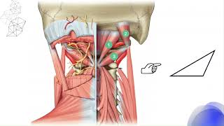 Triangulo suboccipital De Tillaux [upl. by Vtarj390]