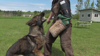 Kraftwerk K9 Big and Powerful German Shepherd Protection [upl. by Goulder481]