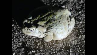 Sonoran Desert Toad Hopping [upl. by Arvin]