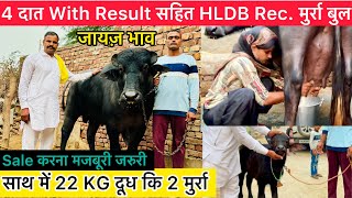 😣4 दात Result Tested HLDB Rec  मुर्रा Bull  Sale करना मजबूरी व जरूरीज़ायज़ भाव 7496081180 [upl. by Ednarb]