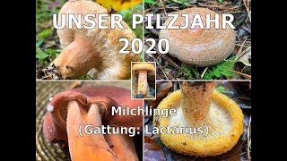 Funde aus der Gattung der Milchlinge Lactarius [upl. by Cyma]